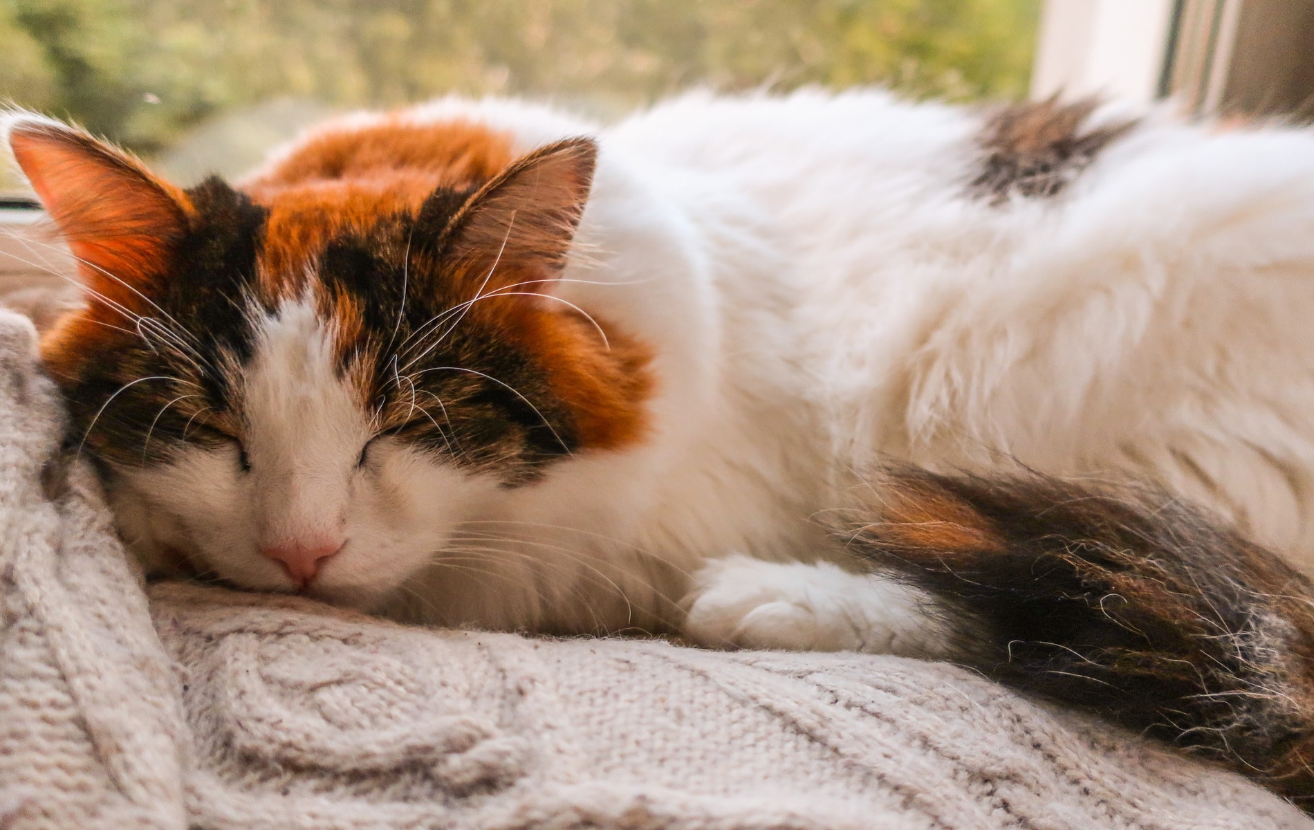 urgent pet care services Vestavia Hills AL from Parkside Pet Hospital