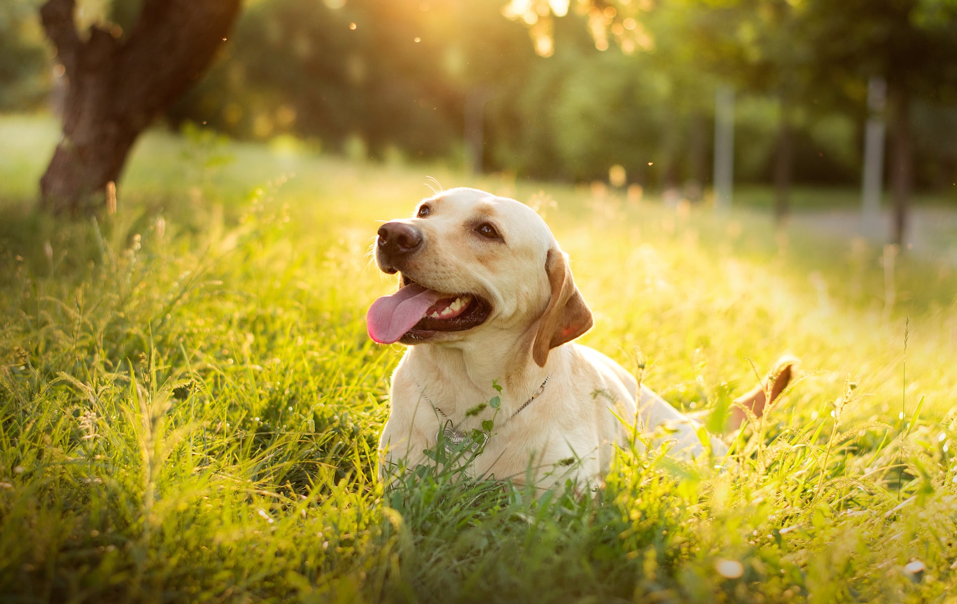 golden retriever in park emergency pet care services Vestavia Hills AL from Parkside Pet Hospital