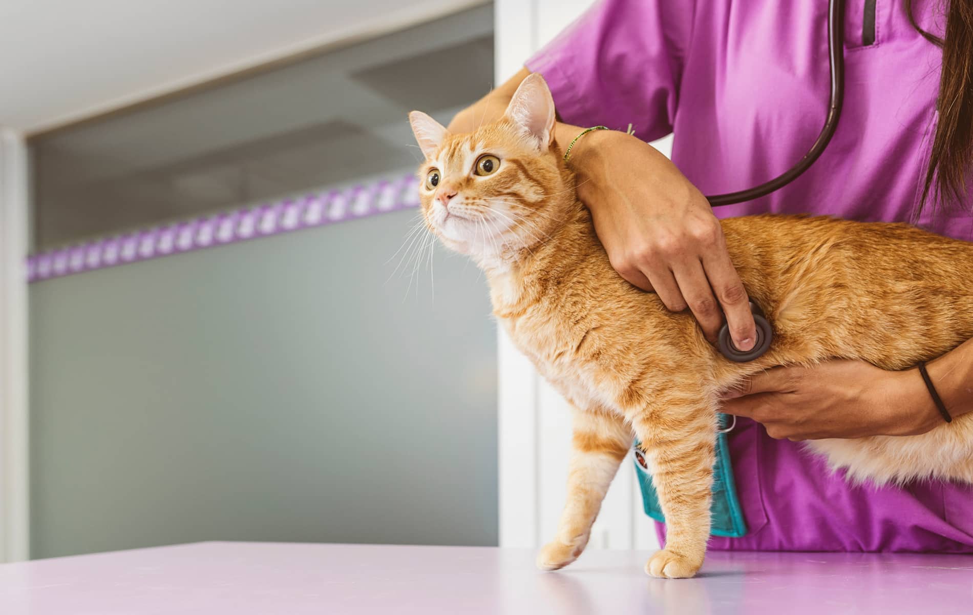 Veterinarian doctor is making a check up of a cute beautiful cat. emergency pet care treatments Vestavia Hills AL from Parkside Pet Hospital