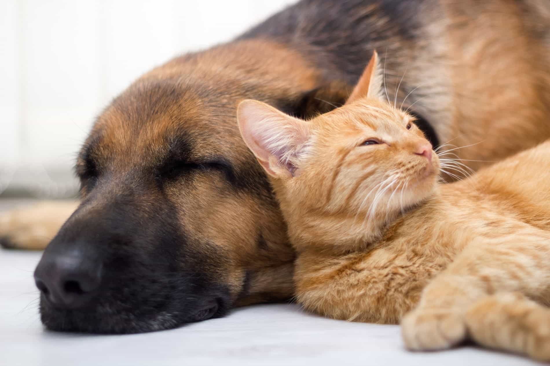 annual vet exams in Vestavia Hills AL from Parkside Pet Hospital