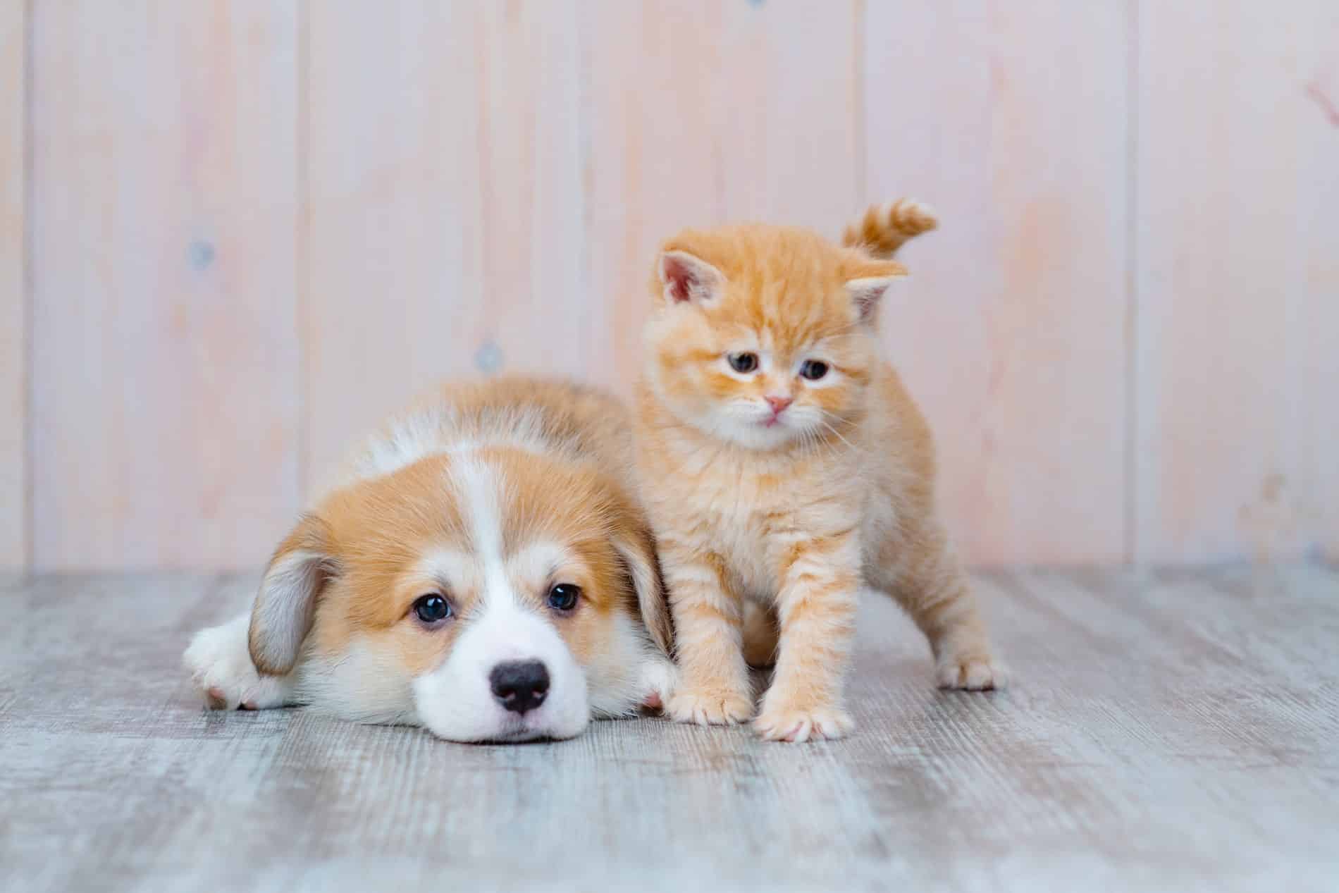 AnnualExams3_1900x1267-min annual wellness exams for pets in Vestavia Hills AL from Parkside Pet Hospital
