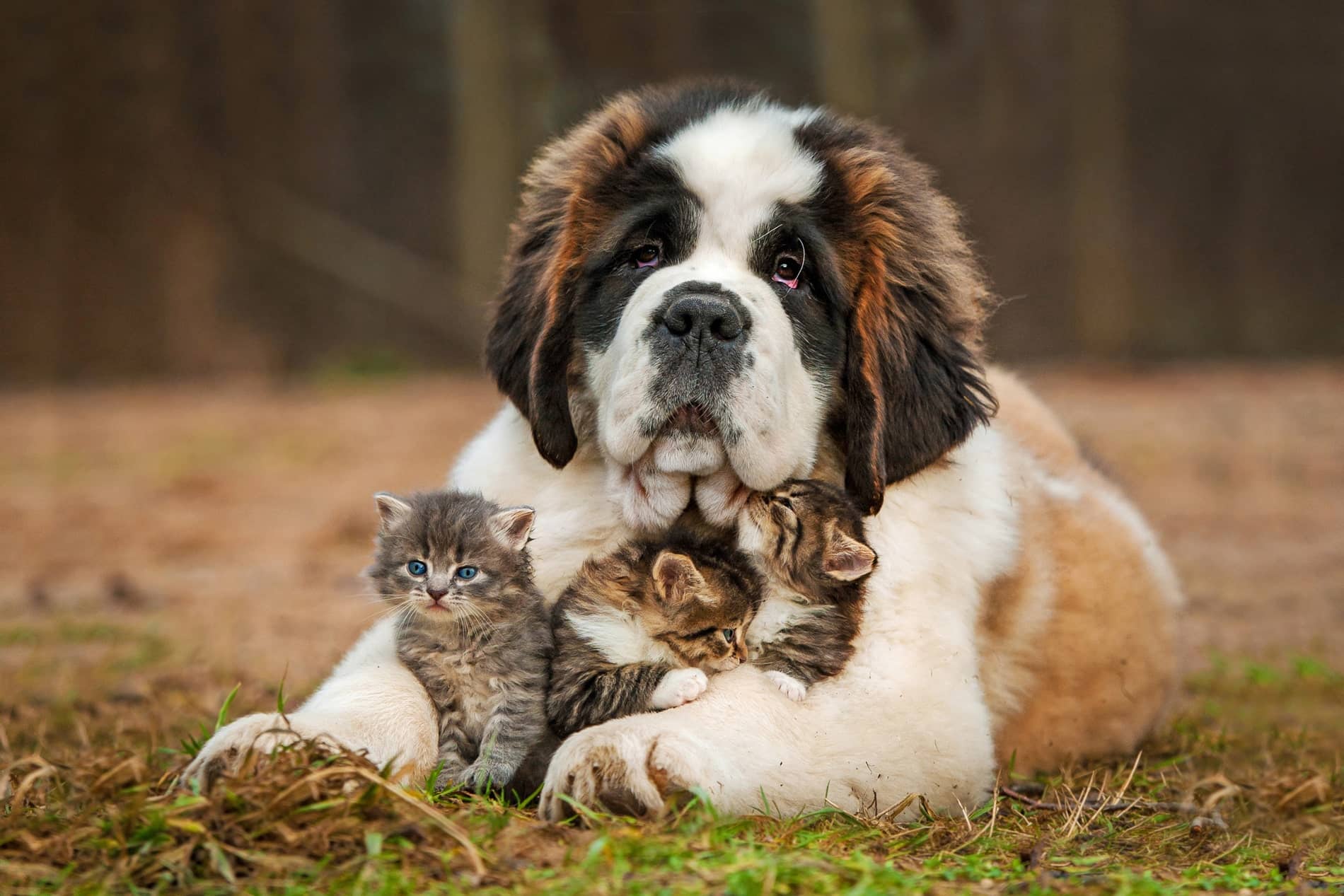 pet vaccinations in Vestavia Hills AL from Parkside Pet Hospital
