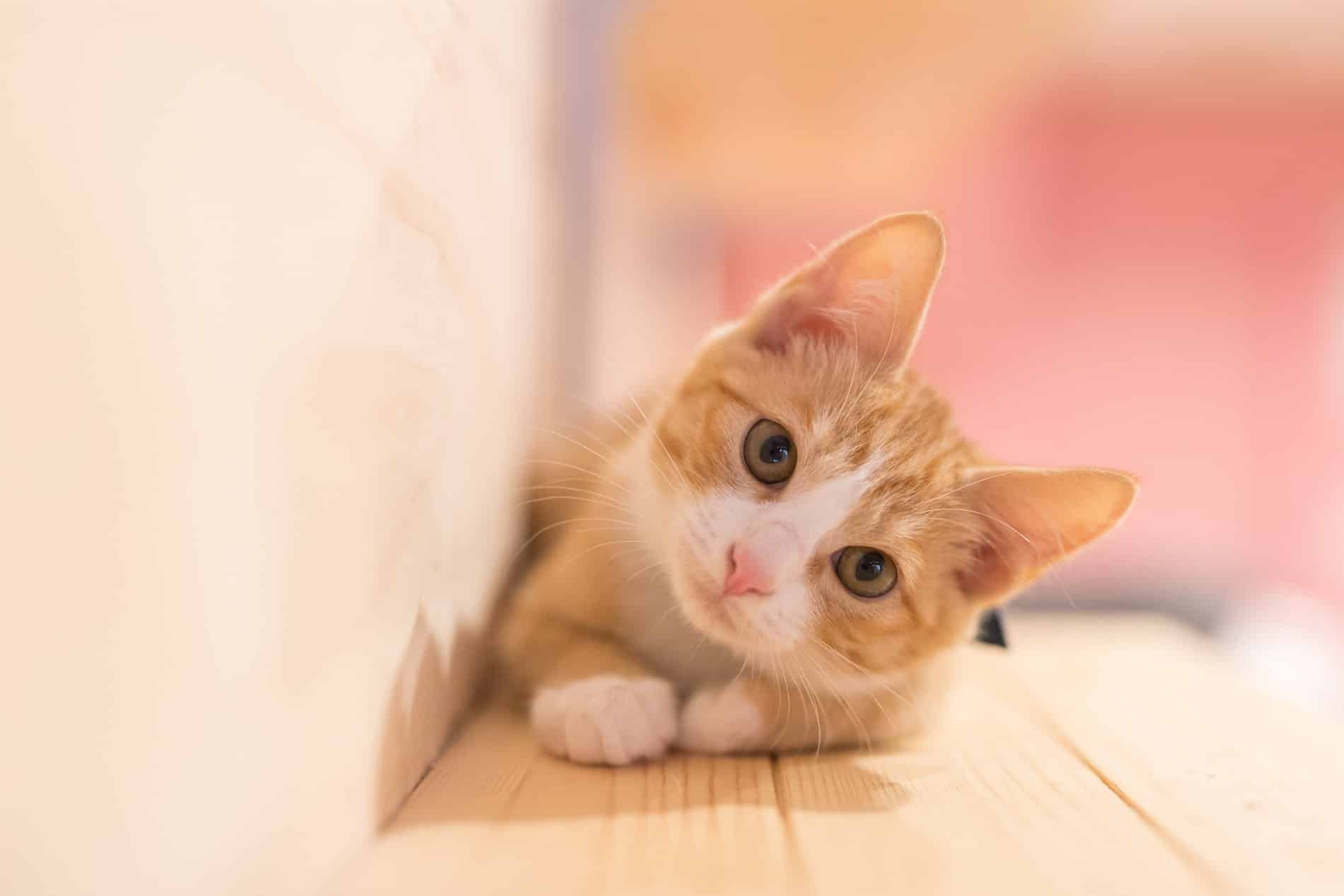vet vaccinations for cats in Vestavia Hills AL from Parkside Pet Hospital