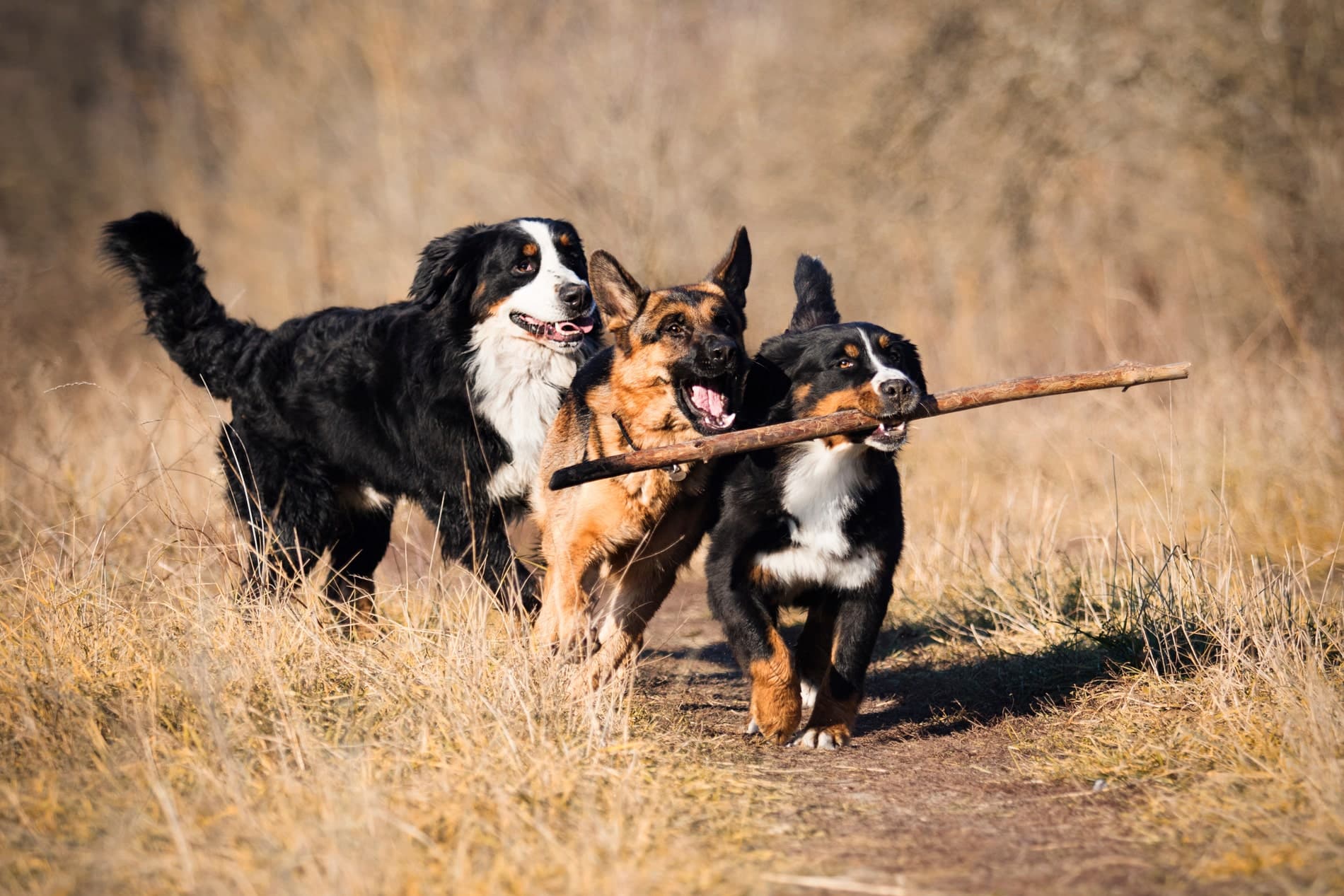 vet vaccinations for dogs in Vestavia Hills AL from Parkside Pet Hospital