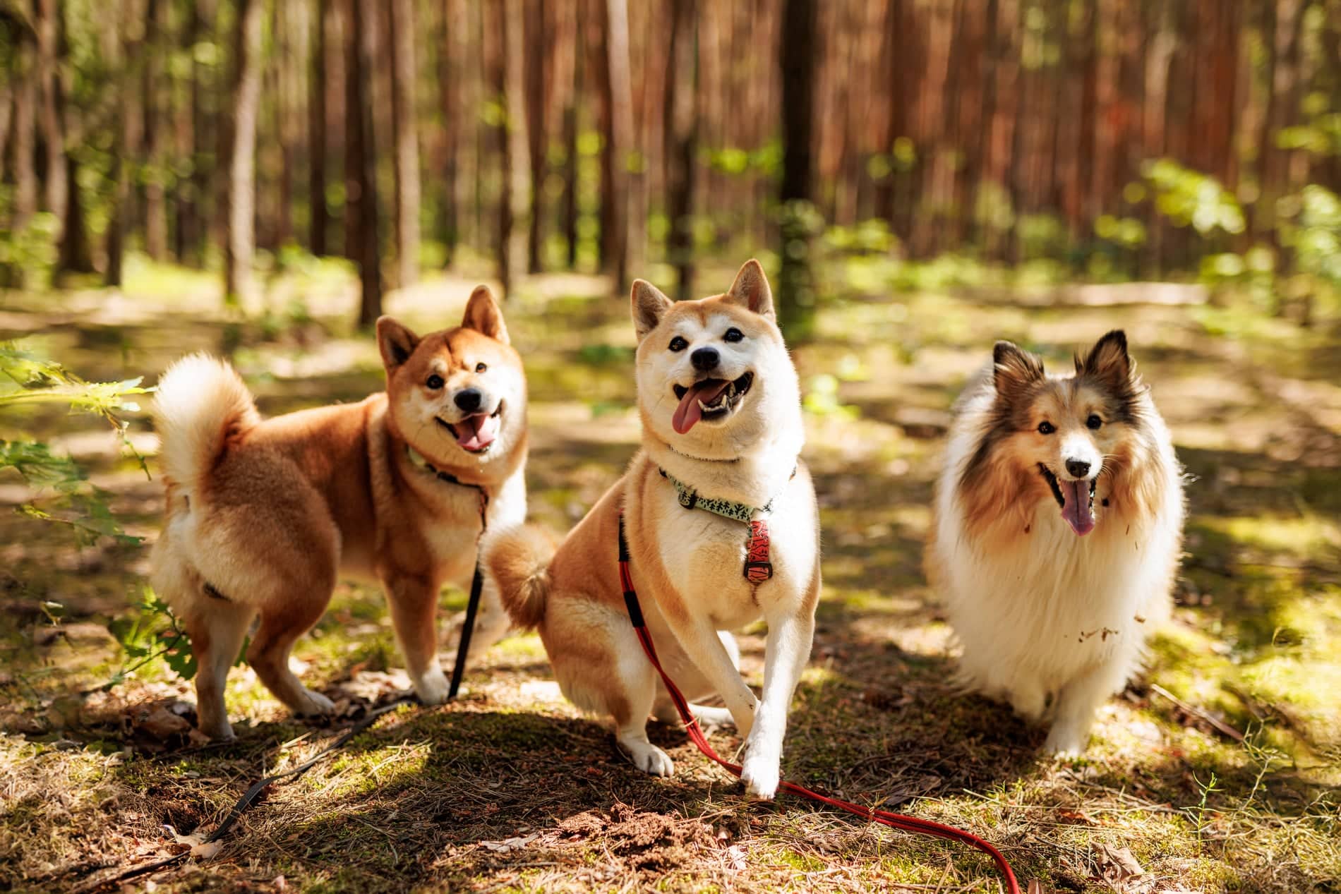 Parasite3_AdobeStock_849604420_1900x1267-min parasite prevention for dogs in Vestavia Hills AL from Parkside Pet Hospital
