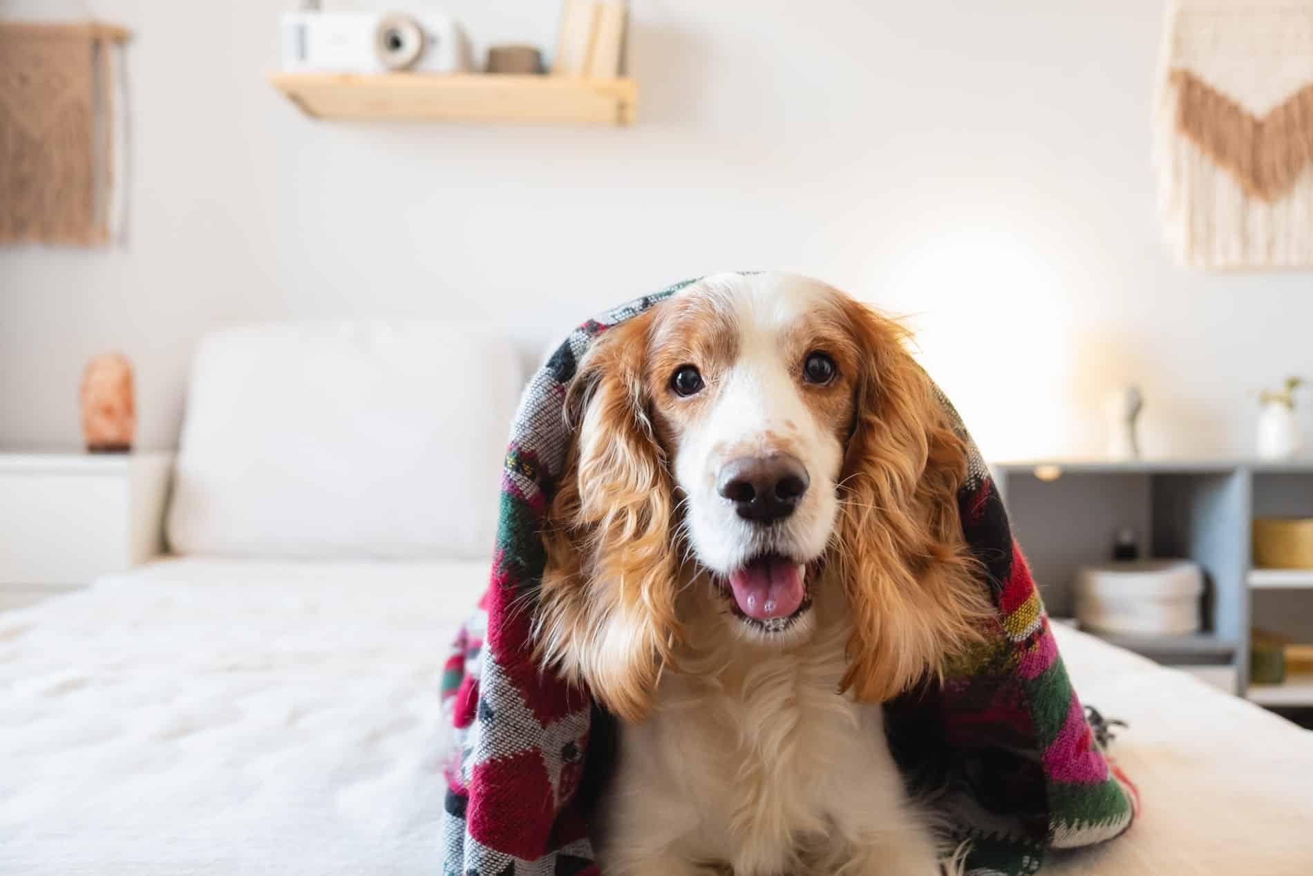 canine parasite prevention in Vestavia Hills AL from Parkside Pet Hospital