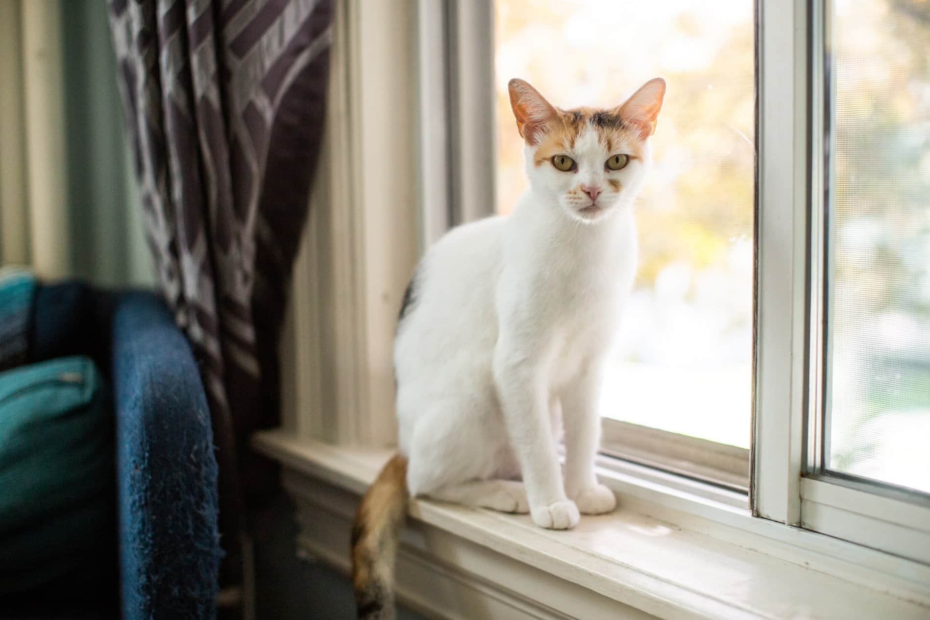 Parasite2_AdobeStock_494035575_1898x1265-min parasite prevention for cats in Vestavia Hills AL from Parkside Pet Hospital