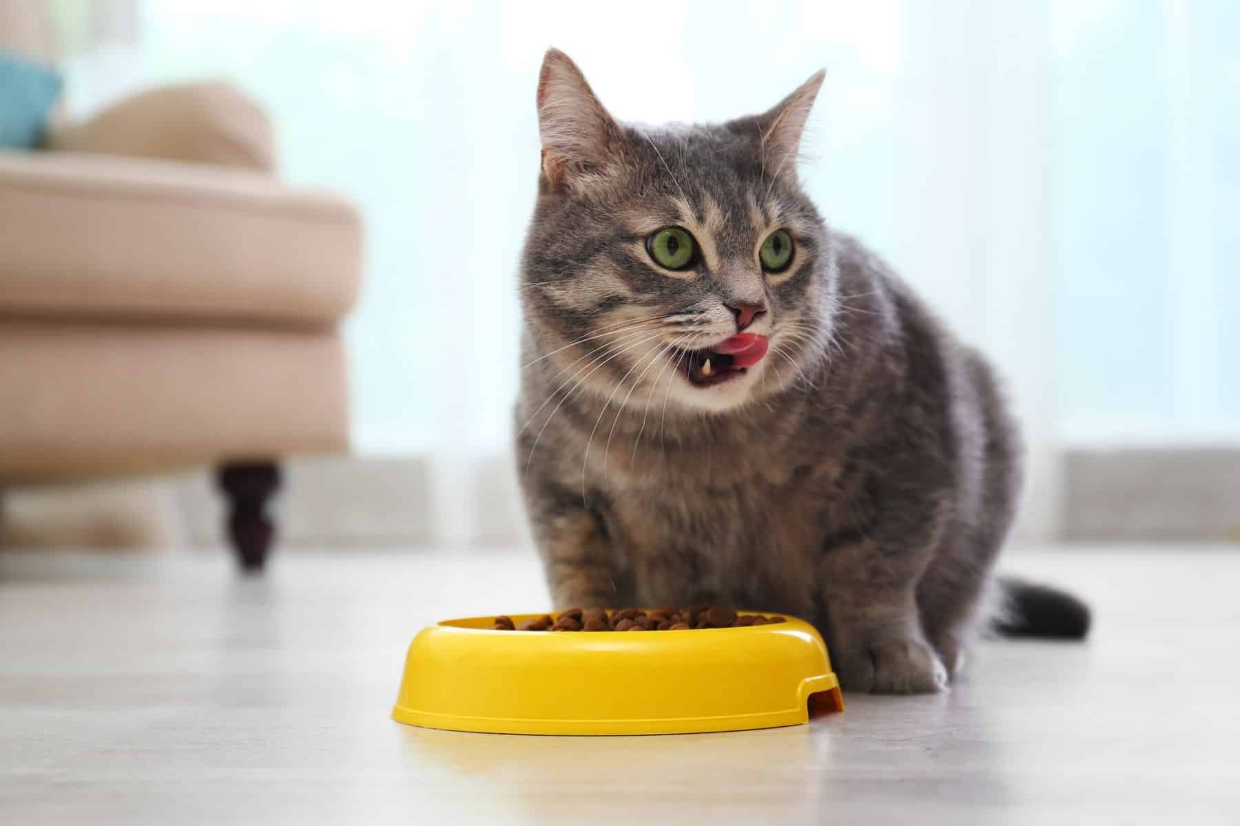 nutritional counseling for cats in Vestavia Hills AL from Parkside Pet Hospital