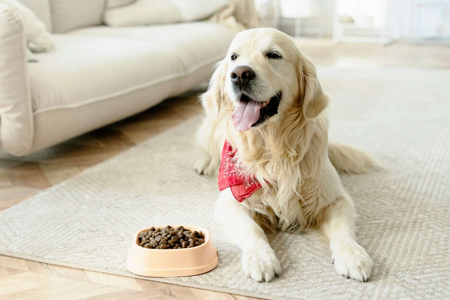 Nutrition2_AdobeStock_652265733_1800x1200-min nutritional counseling for dogs in Vestavia Hills AL from Parkside Pet Hospital