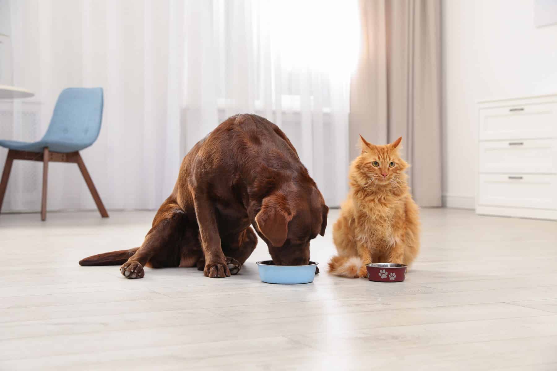 Nutrition3_AdobeStock_279436714_1800x1200-min nutritional counseling for pets in Vestavia Hills AL from Parkside Pet Hospital