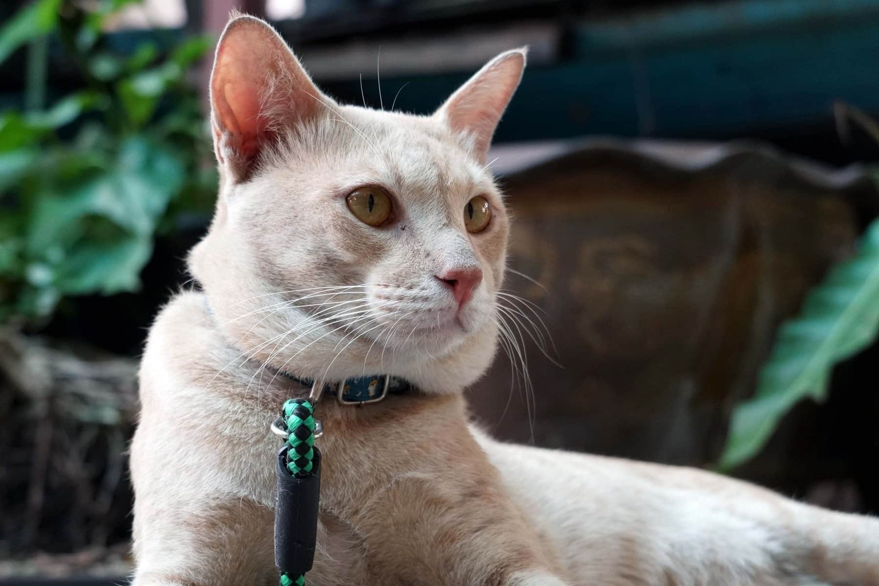 dental cleanings for cats in Vestavia Hills AL from Parkside Pet Hospital