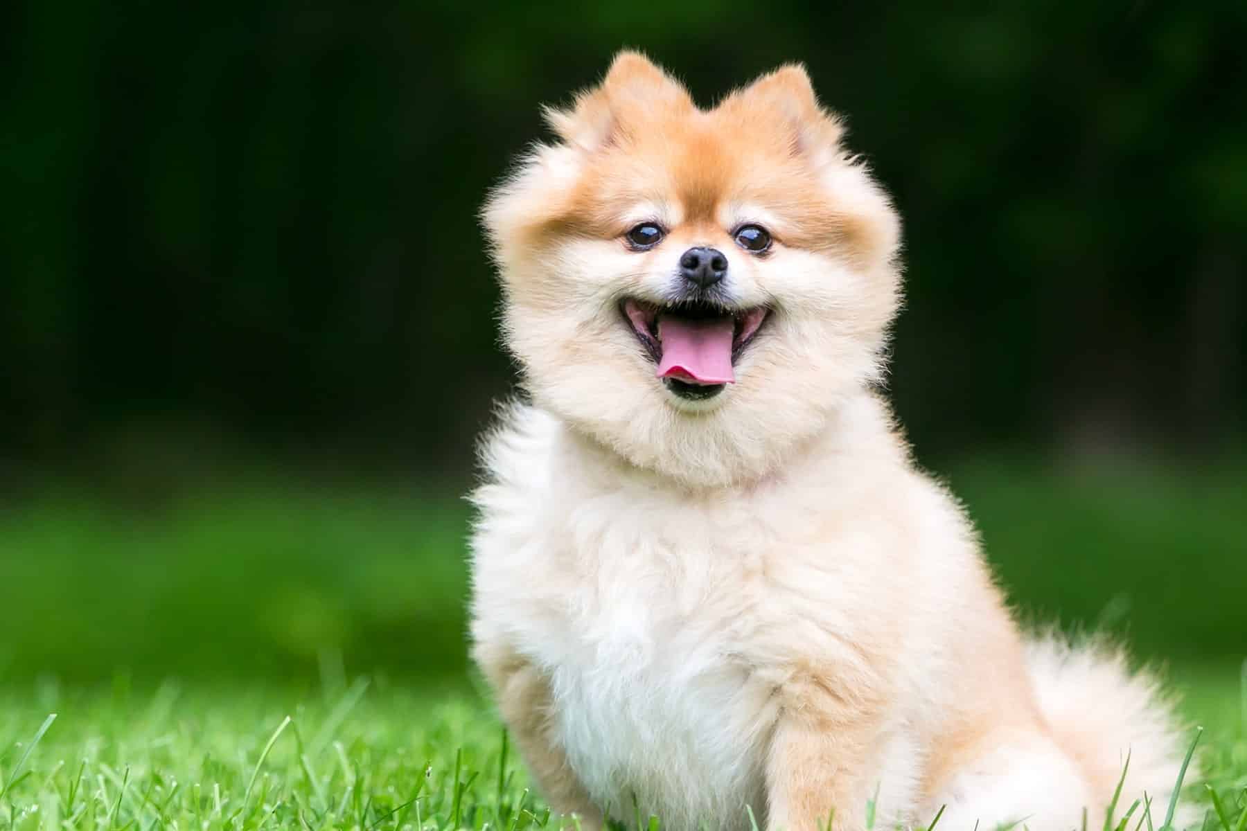 dental cleanings for dogs in Vestavia Hills AL from Parkside Pet Hospital