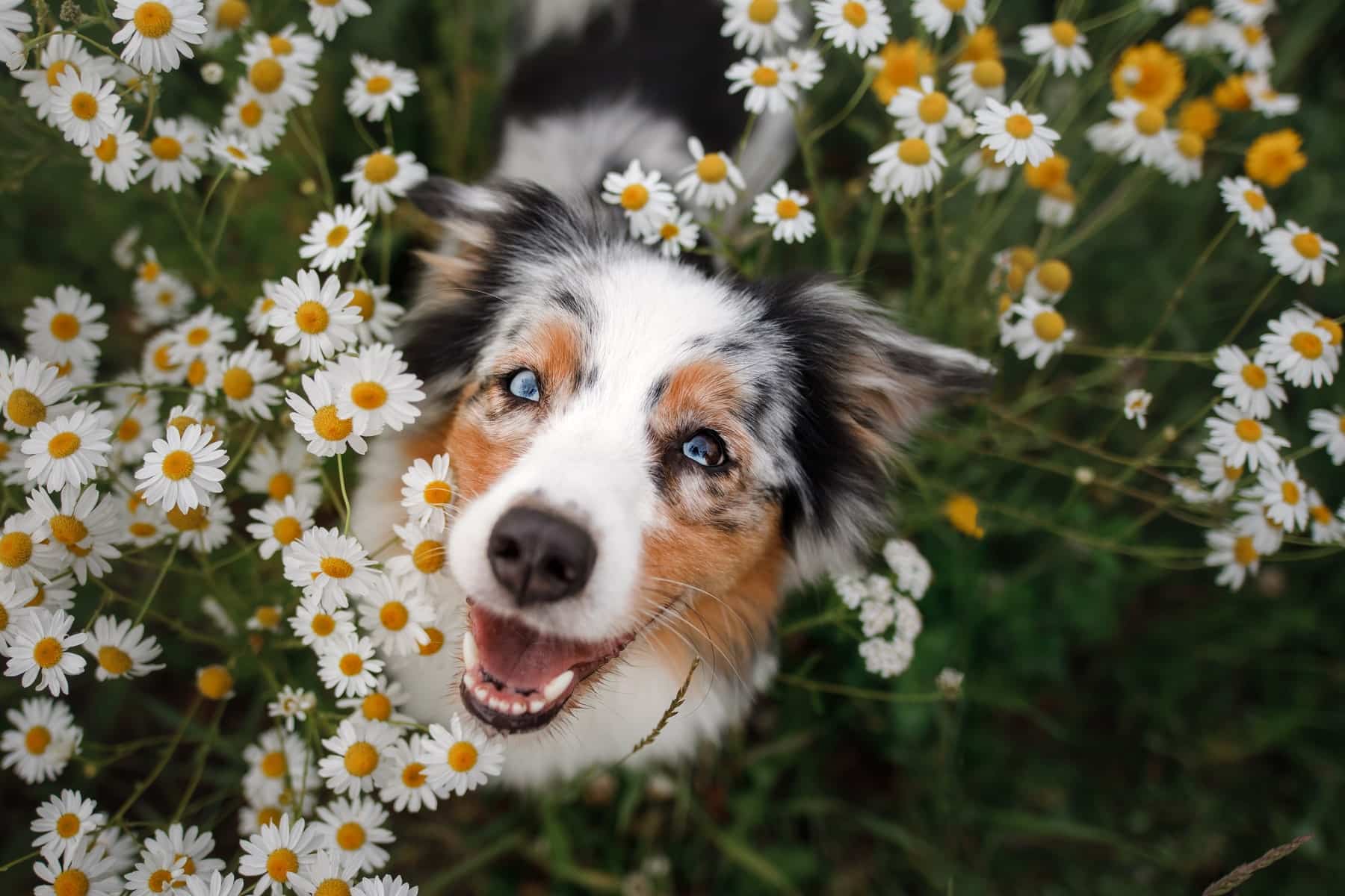 vet oral surgery in Vestavia Hills AL from Parkside Pet Hospital