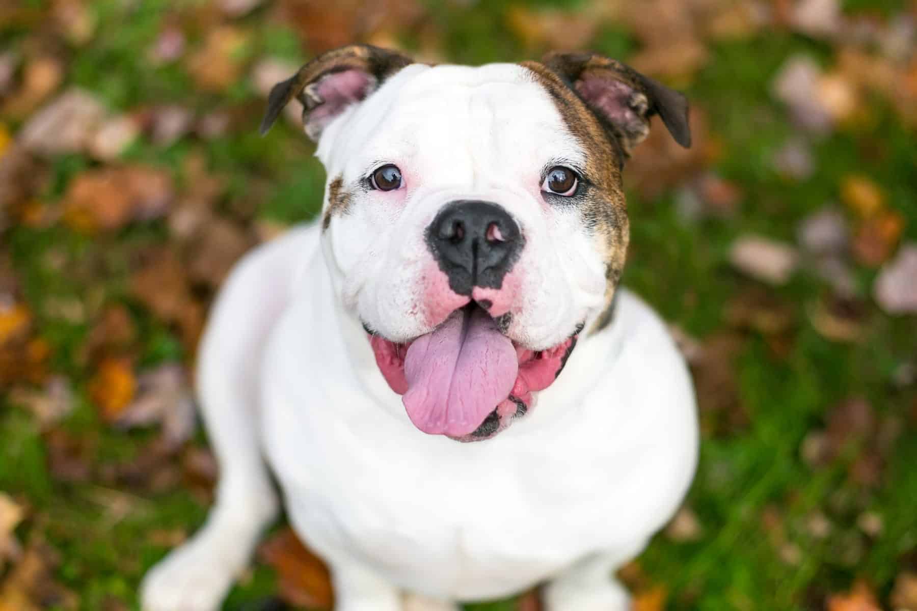 cbc for pets in Vestavia Hills AL from Parkside Pet Hospital