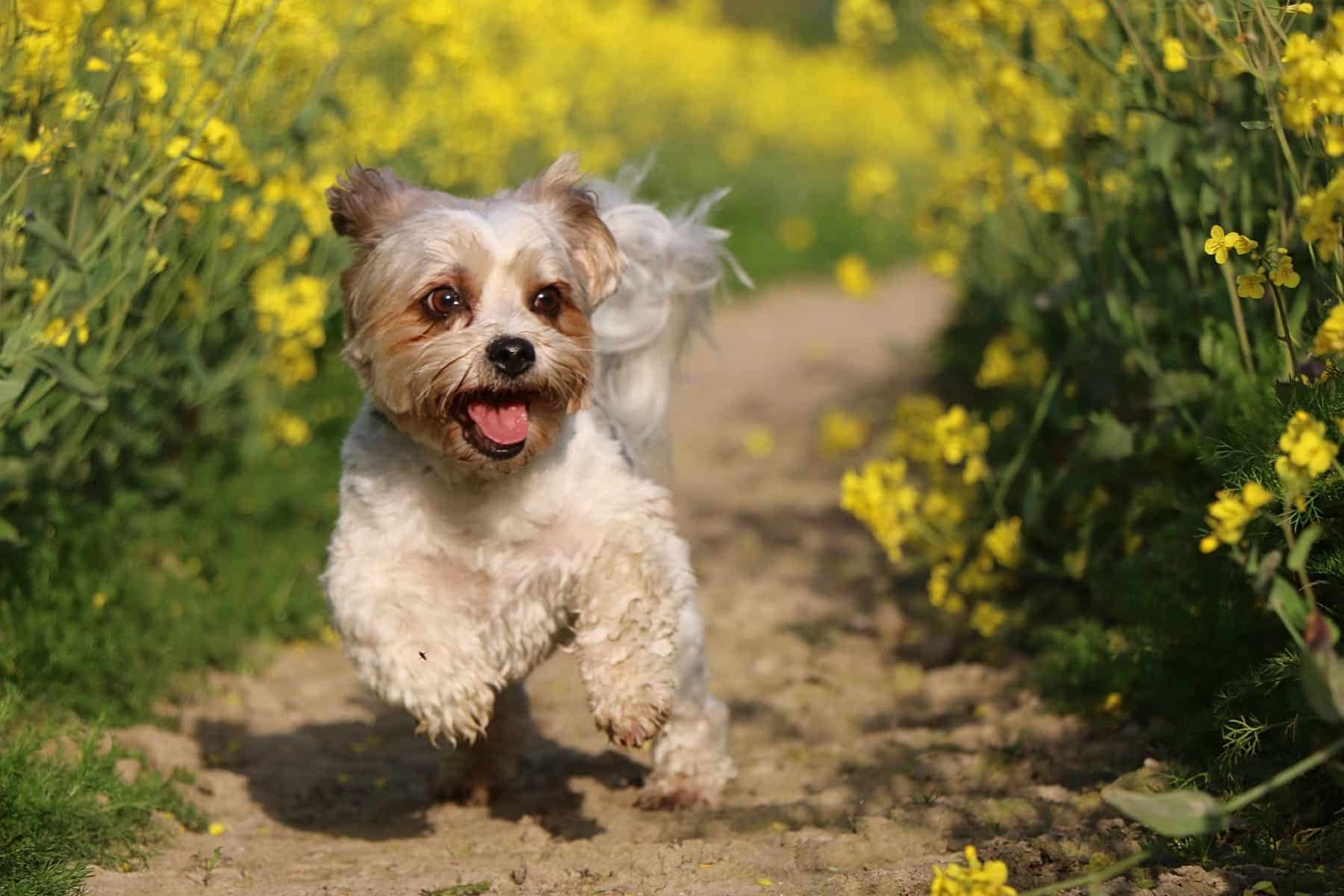 digital radiography in Vestavia Hills AL from Parkside Pet Hospital