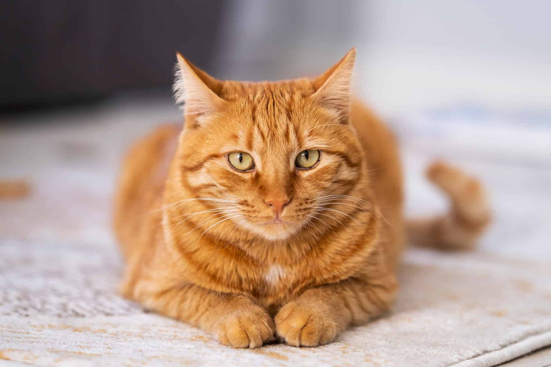 abdominal imaging for pets in Vestavia Hills AL from Parkside Pet Hospital
