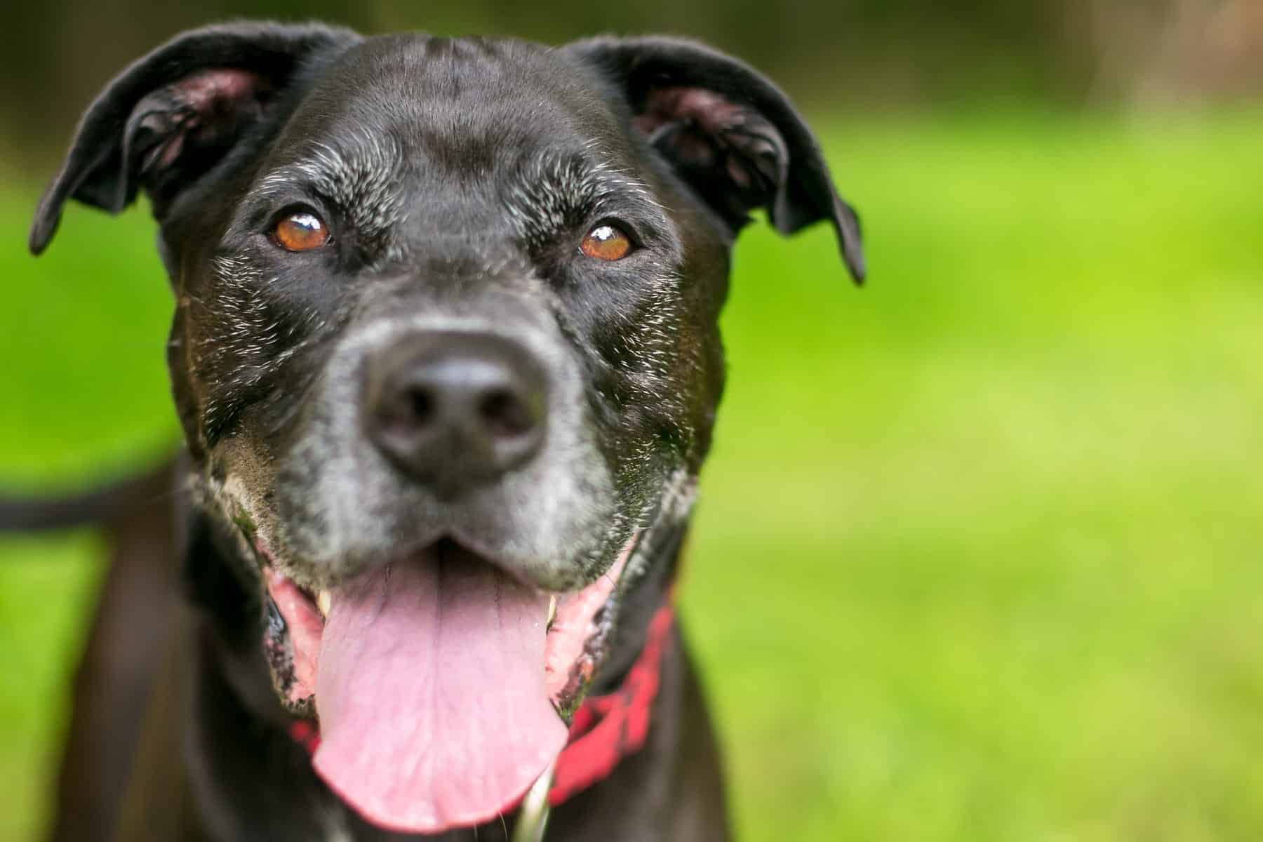 diagnostic ultrasound for pets in Vestavia Hills AL from Parkside Pet Hospital