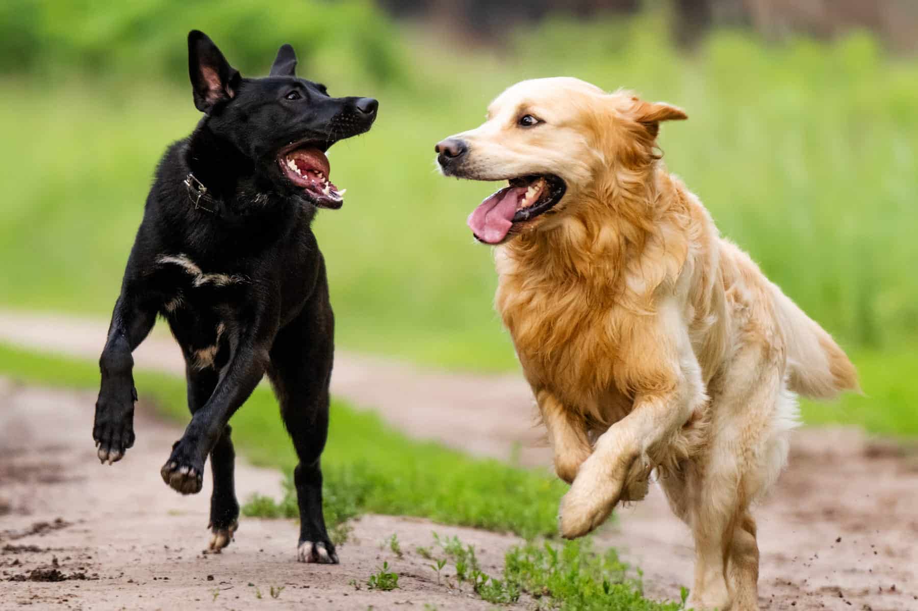 spay and neuter surgery for pets in Vestavia Hills AL from Parkside Pet Hospital