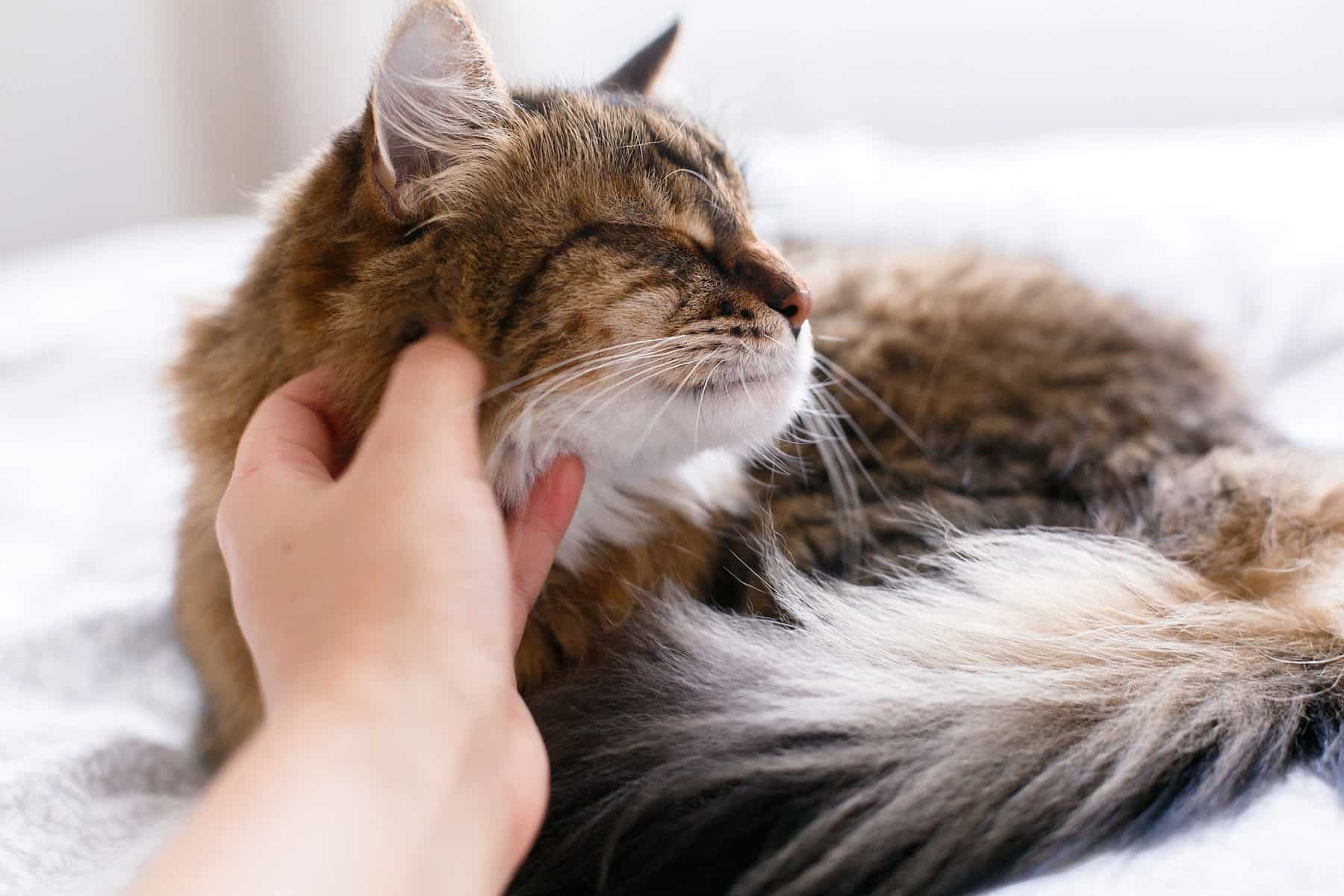 spay and neuter for pets in Vestavia Hills AL from Parkside Pet Hospital