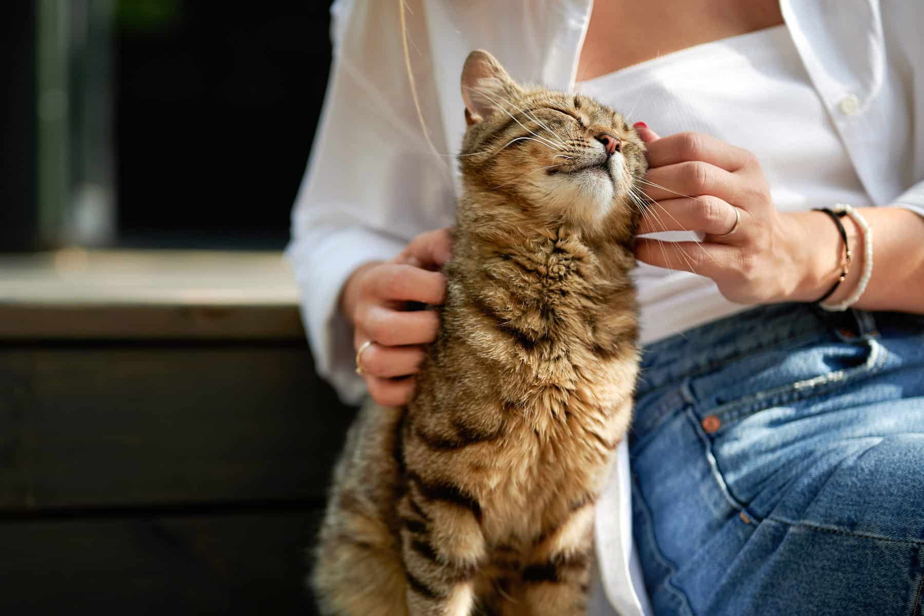 pet echocardiograms in Vestavia Hills AL from Parkside Pet Hospital