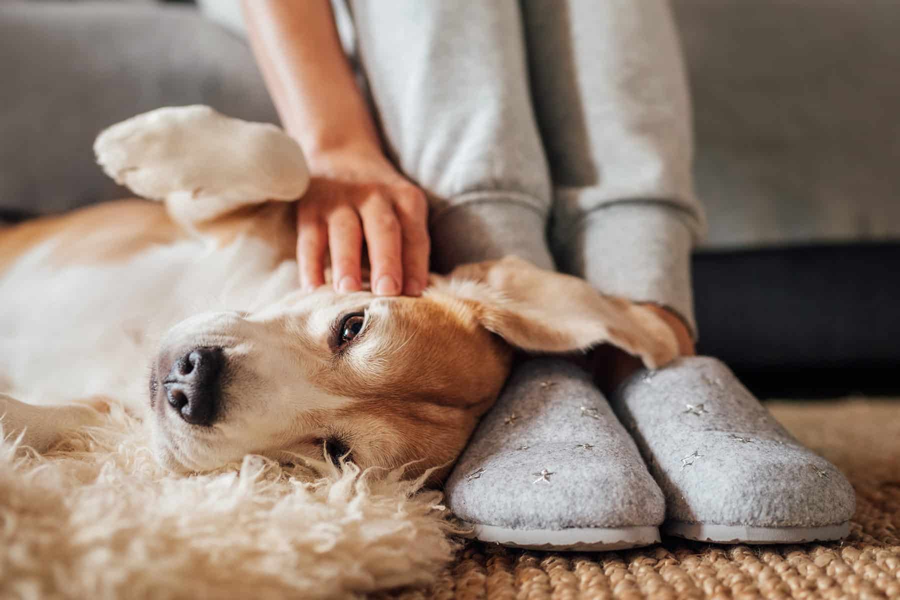 echocardiograms for pets in Vestavia Hills AL from Parkside Pet Hospital
