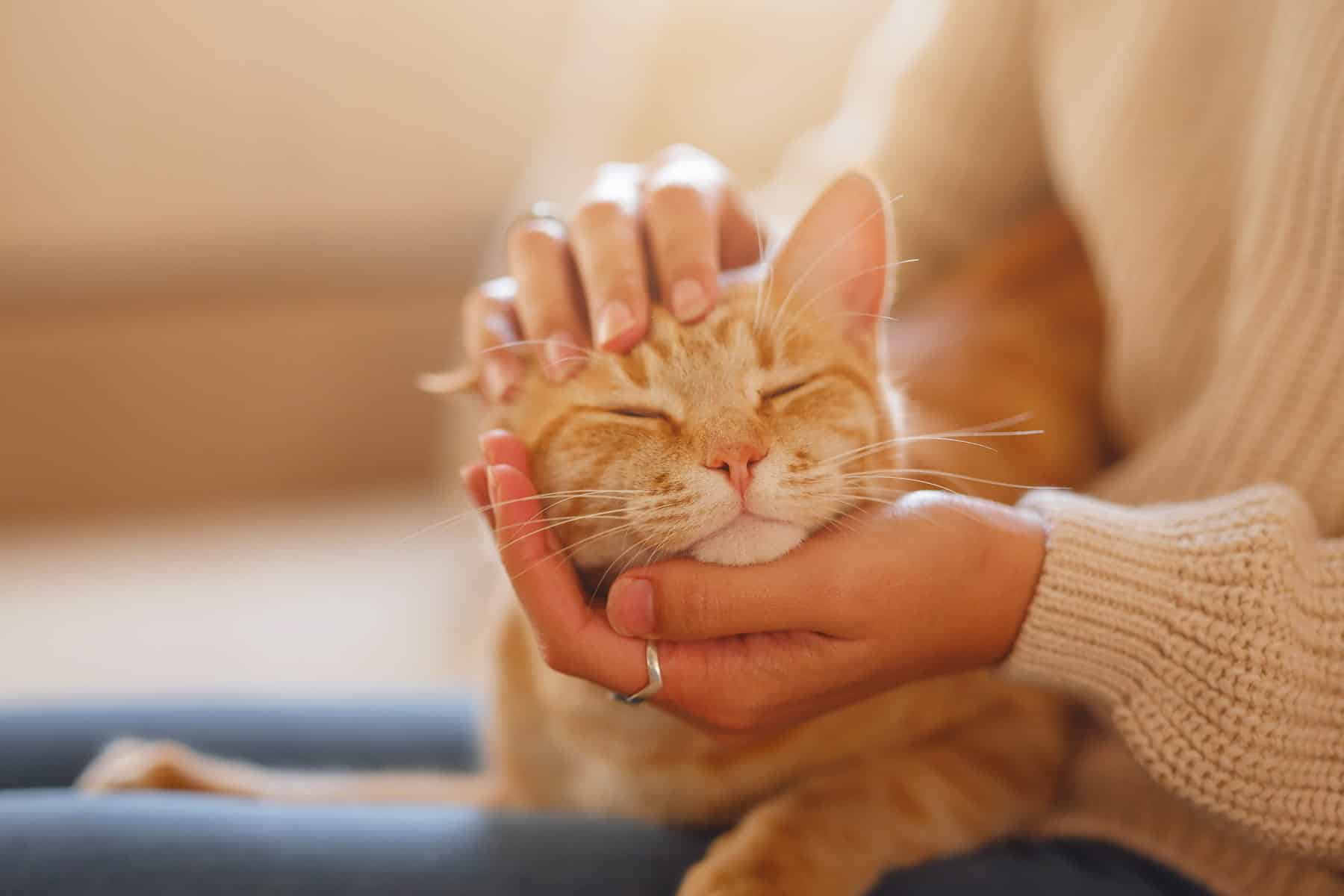 microchipping for cats in Vestavia Hills AL from Parkside Pet Hospital
