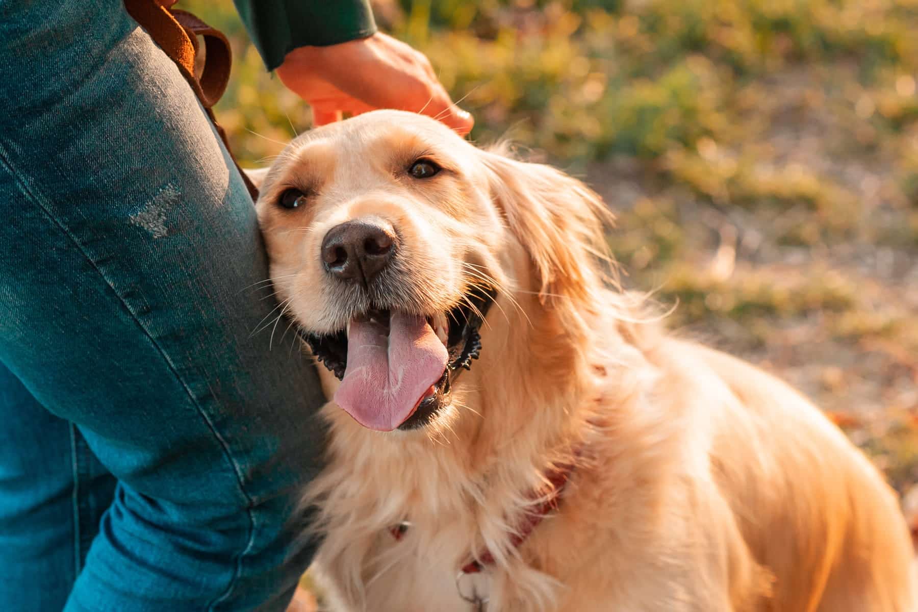 veterinary behavioral coaching in Vestavia Hills AL from Parkside Pet Hospital