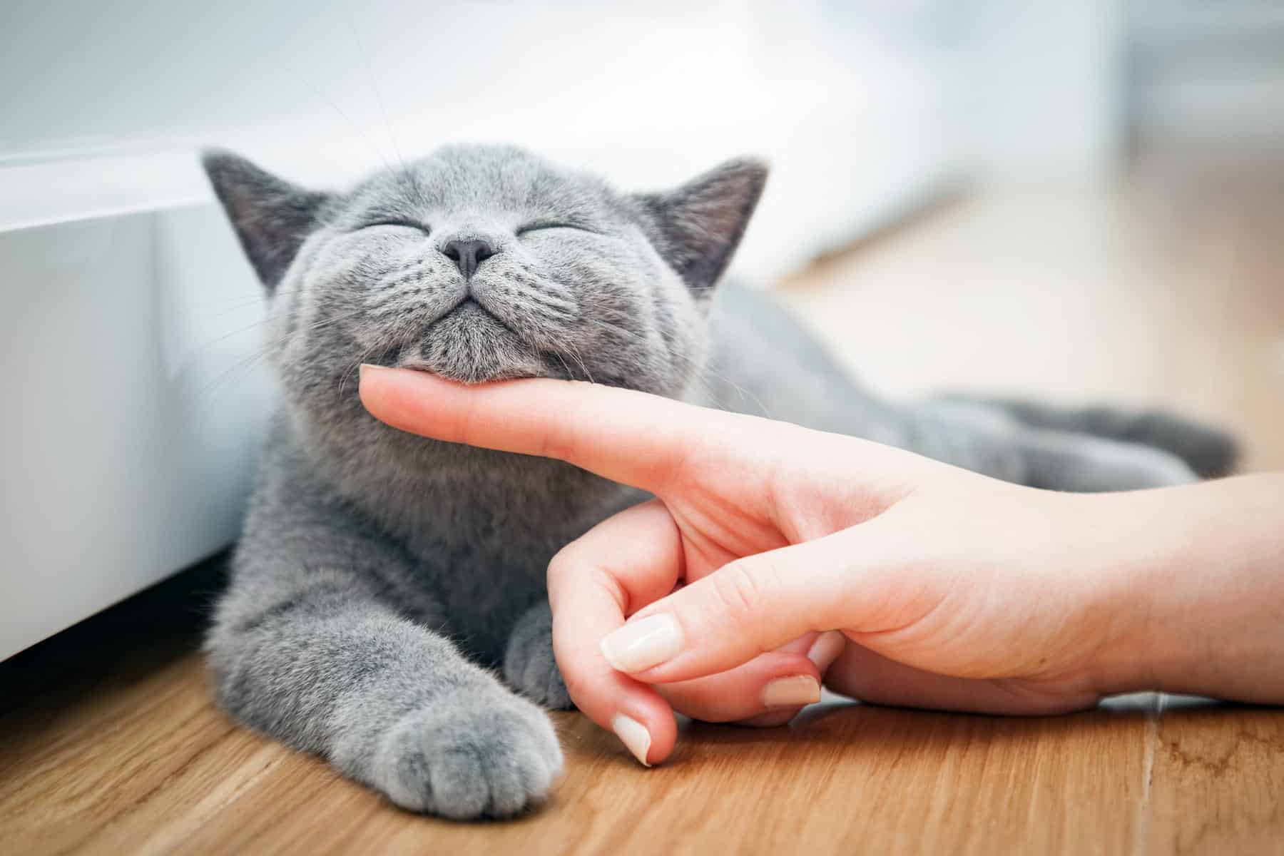 behavioral coaching for pets in Vestavia Hills AL from Parkside Pet Hospital