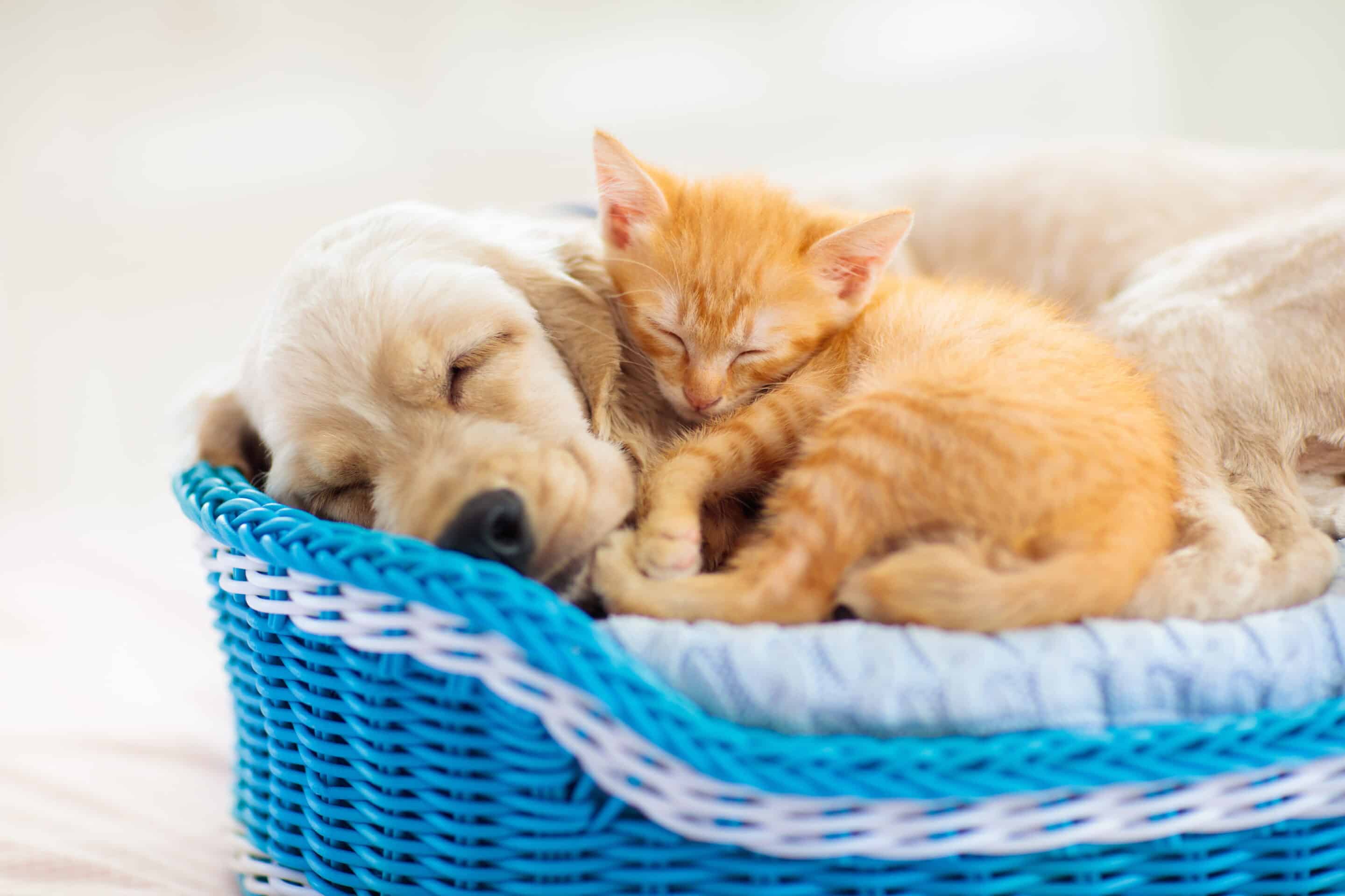 Puppy vet in Vestavia Hills, AL