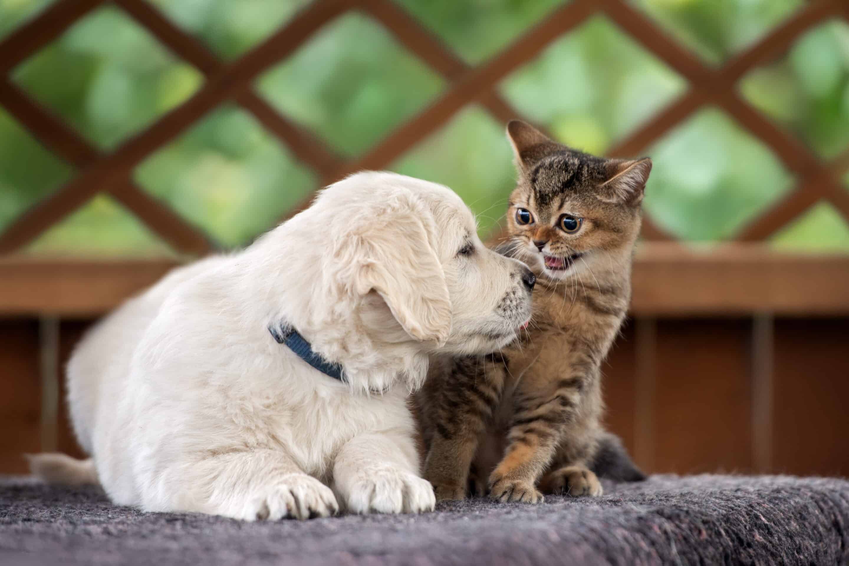 Kitten vet in Vestavia Hills, AL